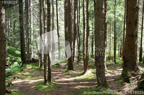 Image of green forest 