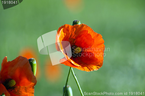 Image of red poppy 