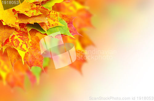 Image of autumn leaves 