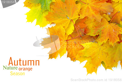 Image of autumn leafs