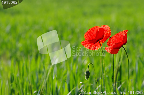 Image of  red poppy 