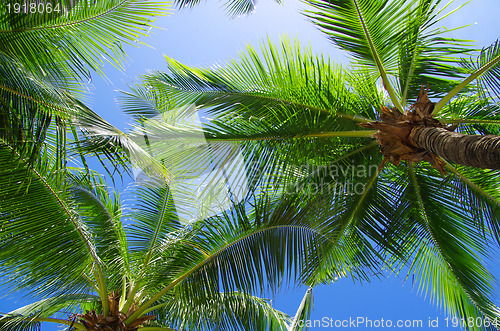 Image of  palm tree 