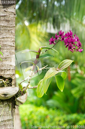 Image of  orchid 
