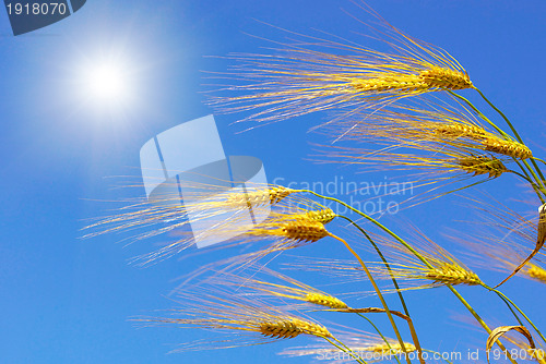 Image of wheat