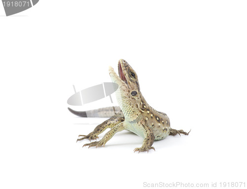 Image of lizard