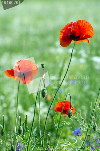 Image of  red poppy 