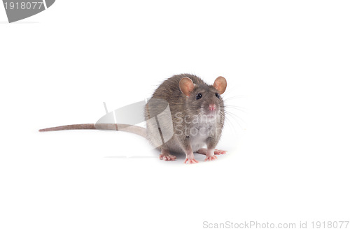 Image of rat 
