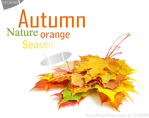 Image of autumn leaves 