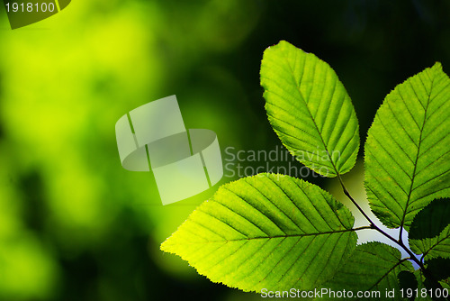 Image of  leaves background 