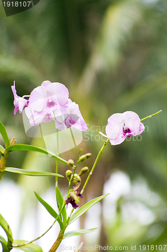 Image of  orchid 