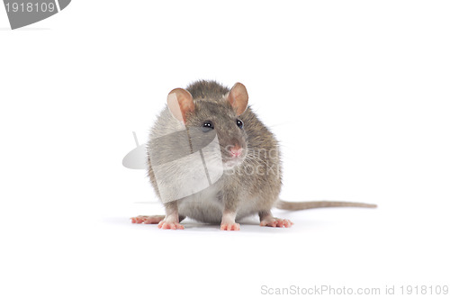 Image of rat 
