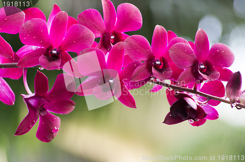 Image of orchid 