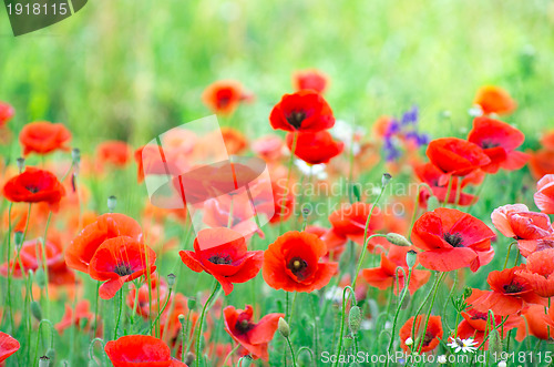 Image of red poppy 