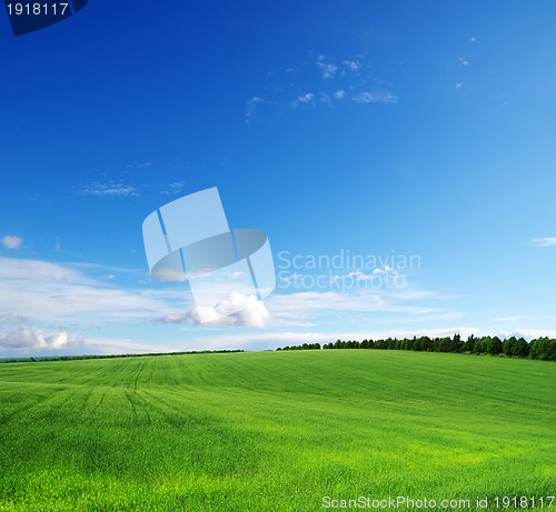 Image of green field