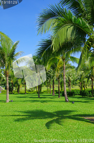 Image of  palm 