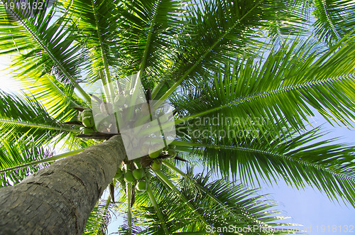 Image of  palm tree 
