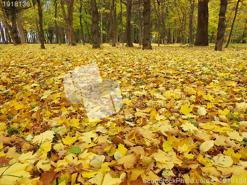 Image of  autumn park