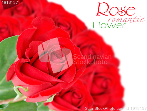 Image of Red rose with leaves isolated on white