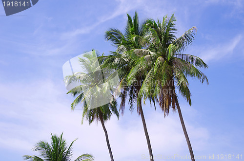 Image of  palm 