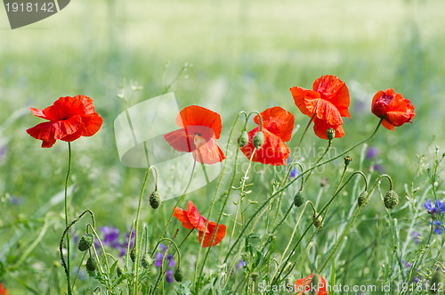 Image of  red poppy 