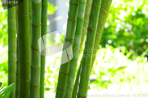 Image of Bamboo 