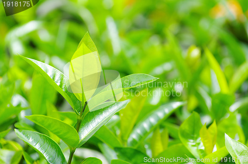 Image of  tea leaves