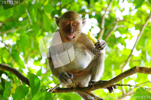 Image of monkey 