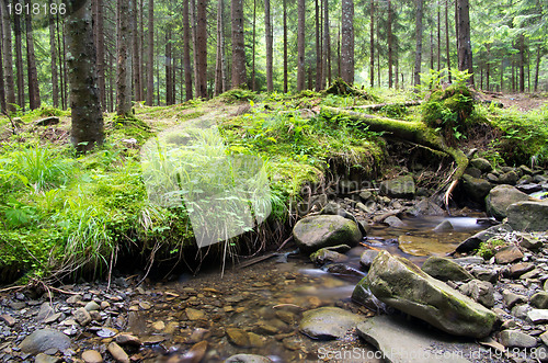 Image of  forest 