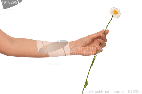 Image of white daisy