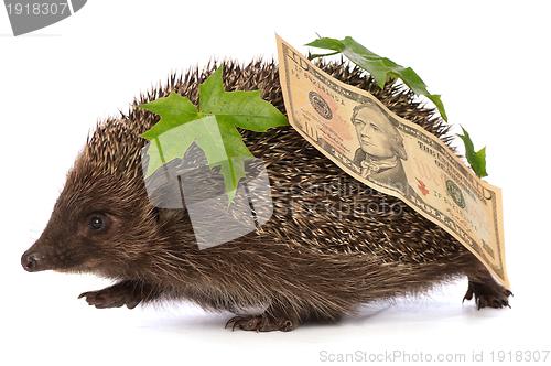 Image of hedgehog with dollars profit