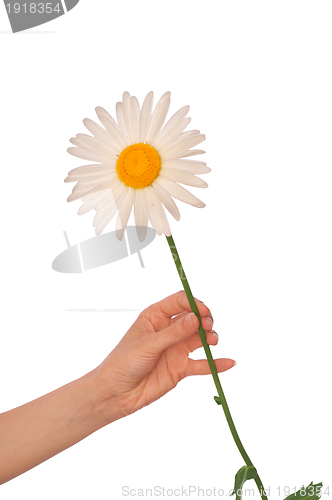Image of white daisy