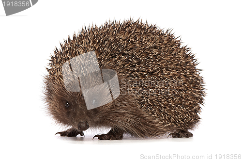 Image of hedgehog