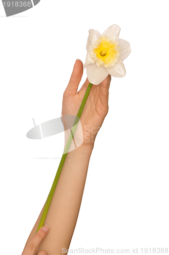 Image of white narcissus