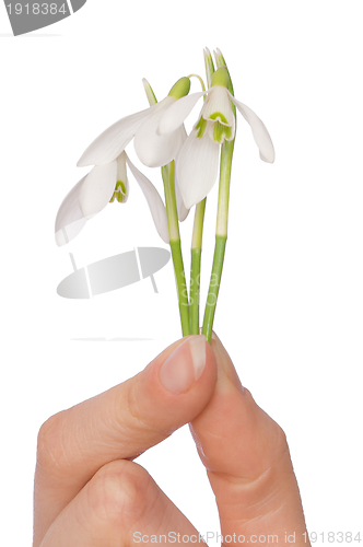 Image of snowdrops