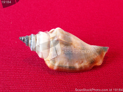 Image of shell