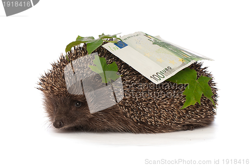 Image of hedgehog with dollars profit