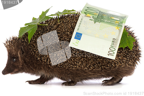 Image of hedgehog with euro profit