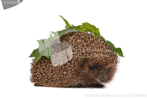 Image of hedgehog with green leafs