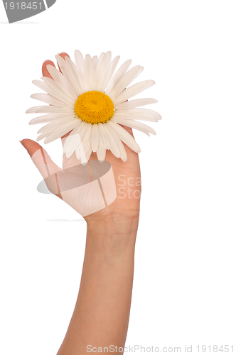 Image of big white daisy