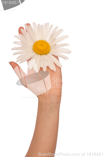 Image of big white daisy