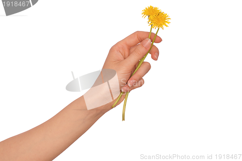 Image of yellow dandelion