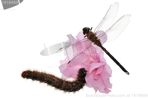 Image of dragonfly and caterpillar