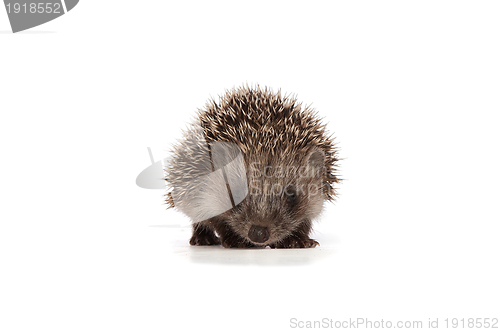 Image of hedgehog