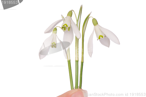 Image of snowdrops