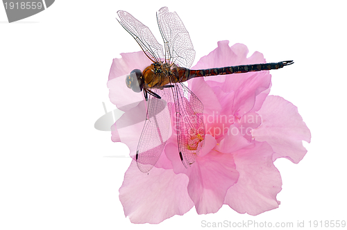 Image of dragonfly