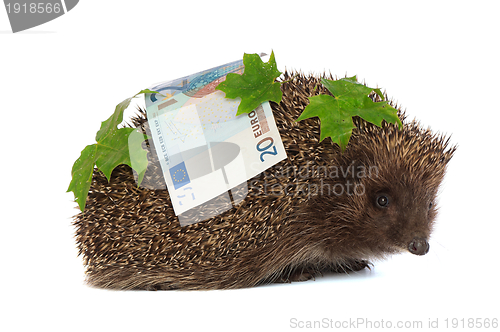 Image of hedgehog with dollars profit
