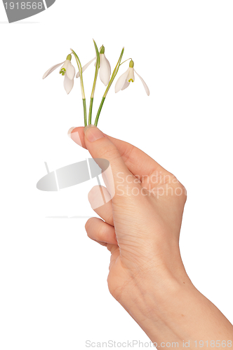 Image of snowdrops