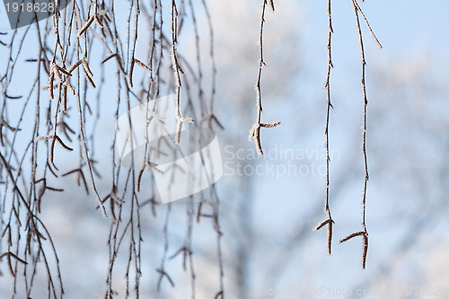 Image of frozen branch