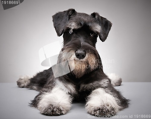 Image of Miniature schnauzer puppy