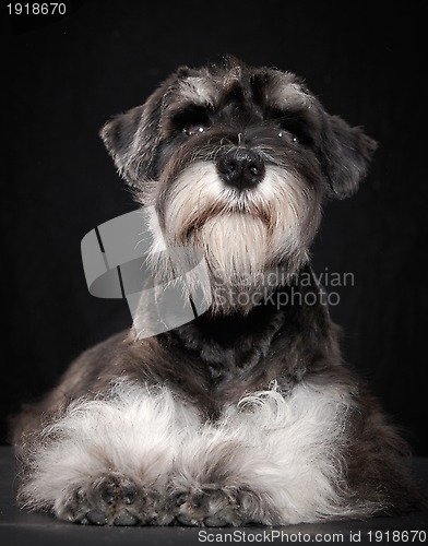 Image of Miniature schnauzer puppy